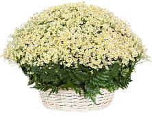 Цветочная композиция из Ромашки в корзине #REPLACE_PRED# Лимане